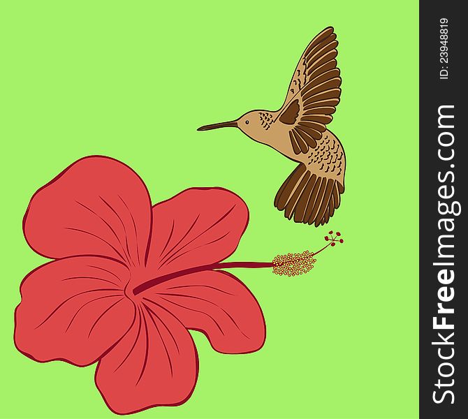 Hummingbird and hibiscus flower.Vector illustration