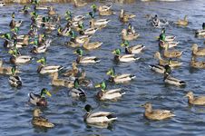 Flock Of Mallard Ducks And Drakes In The Lake Royalty Free Stock Photos Flock Of Mallard Ducks And Drakes In The Lake Royalty Free Stock Photos