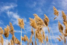Dry Reed - Cane Stock Photo Dry Reed - Cane Stock Photo