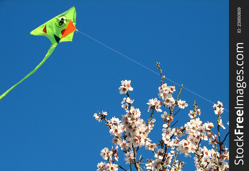 Almond blossoms and kite