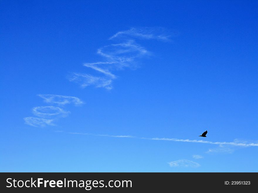 A bird flies by the writing in the sky