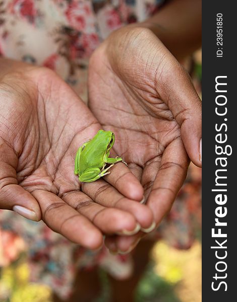 Woman holds little green frog in her hands. Focus is on the frog. Woman holds little green frog in her hands. Focus is on the frog.