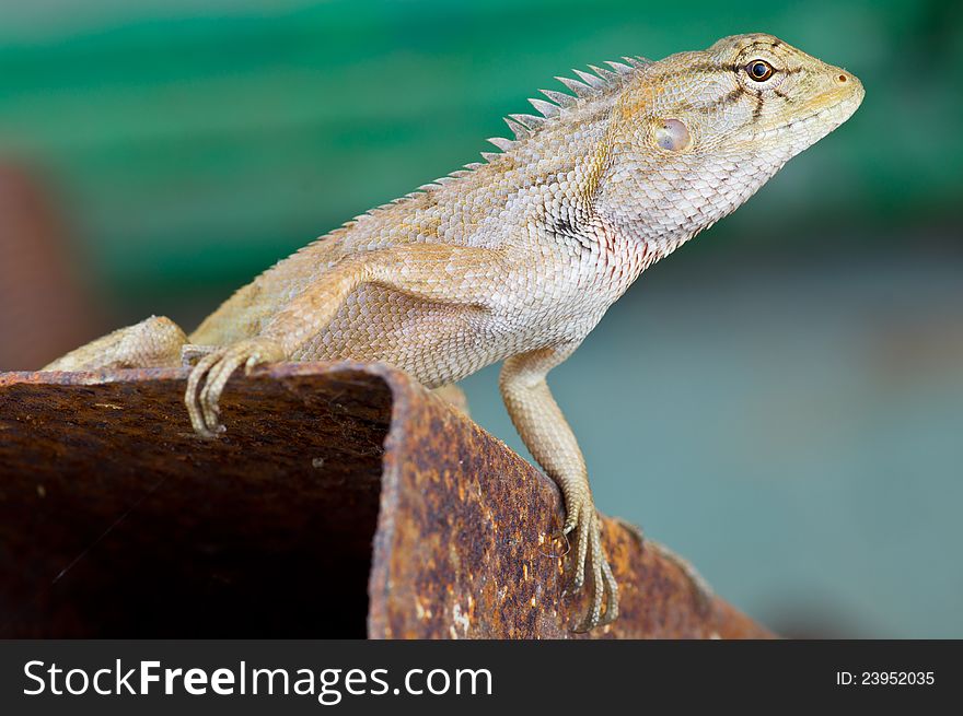 Chameleon, lizard hold rusty iron