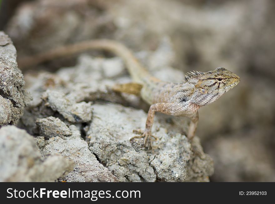 Chameleon, lizard on soil in nature