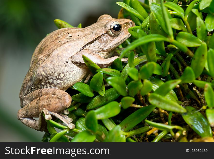 Frog hold the tree