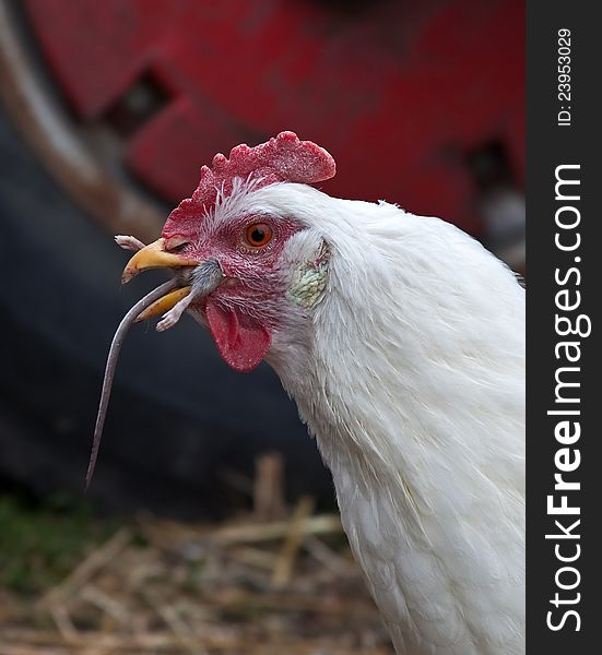 A Cornish chicken eating a mouse. A Cornish chicken eating a mouse
