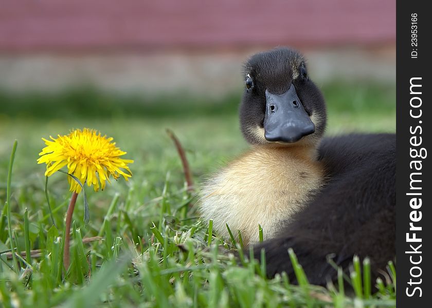 A Blue Swede duck in the grass and dandelions. A Blue Swede duck in the grass and dandelions
