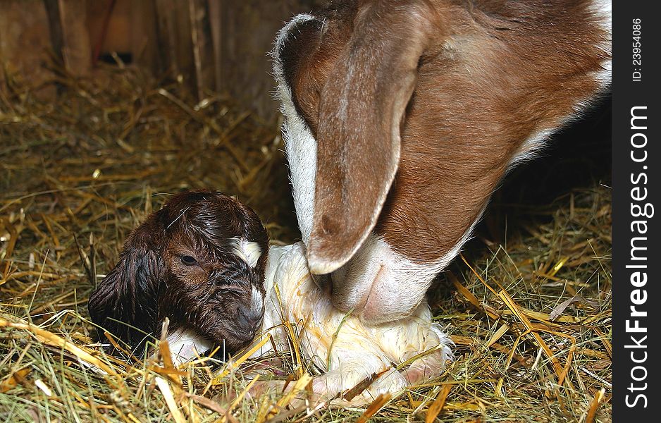 A newborn boer goat being cleaned by his mother. A newborn boer goat being cleaned by his mother