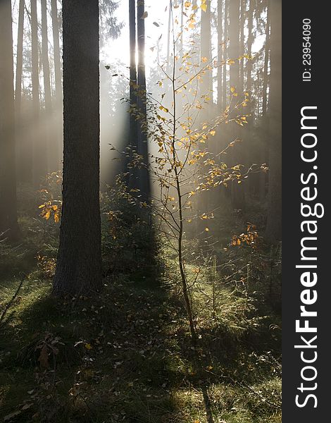 Morning sunrise in the forest, spruce trunks, small birch with yellow leaves, forest environment with backlighting, sunlight penetrating through the trees. Morning sunrise in the forest, spruce trunks, small birch with yellow leaves, forest environment with backlighting, sunlight penetrating through the trees