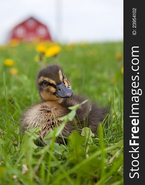 A young rouen duckling in the grass among the dandilions