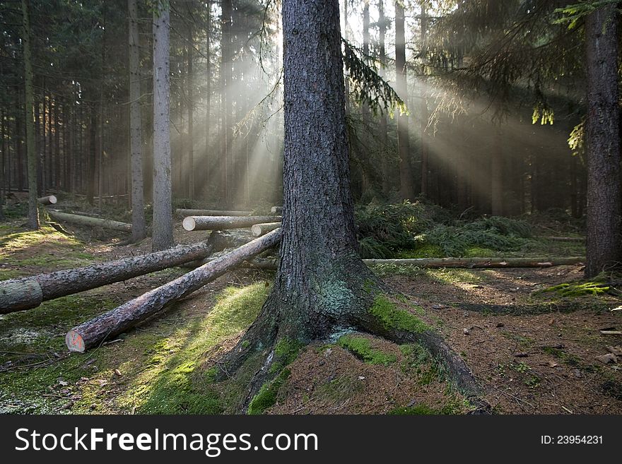 Forest scenery with tree trunk gloomed by sunrays in the front and cutted wood in the background. Forest scenery with tree trunk gloomed by sunrays in the front and cutted wood in the background