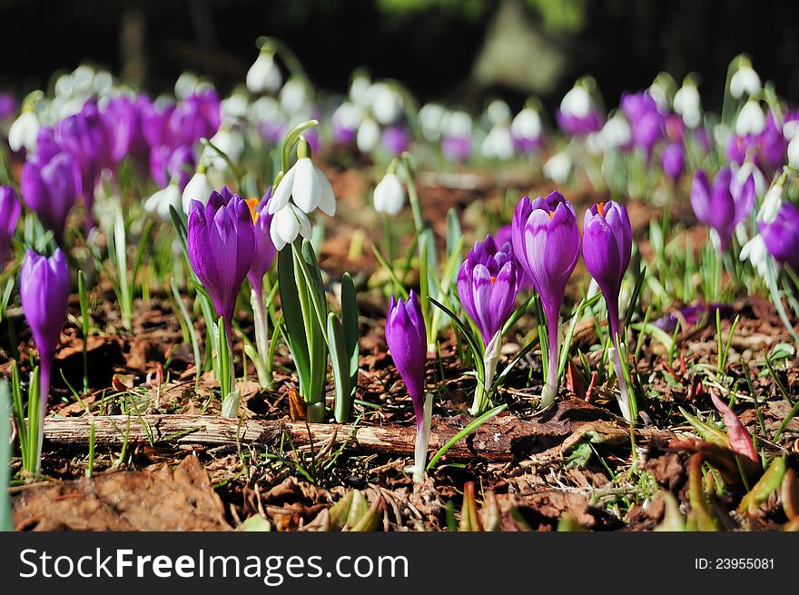 Many blossoming snowdrops and crocuses. Early spring. Many blossoming snowdrops and crocuses. Early spring