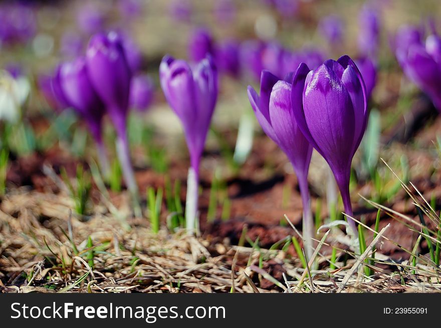 Many blossoming snowdrops and crocuses. Early spring. Many blossoming snowdrops and crocuses. Early spring