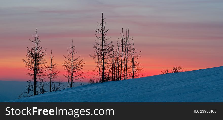 Winter landscape with a sunset and fir-trees