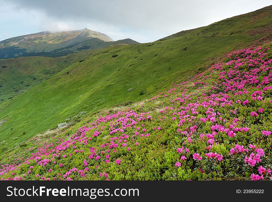 Spring landscape with the cloudy sky and Flower