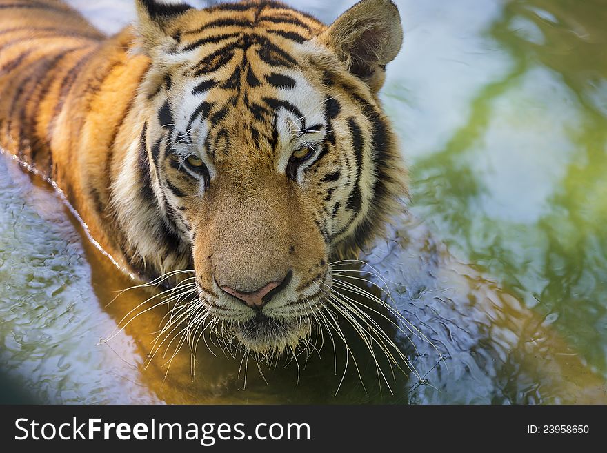 Closeup of a Bengal tigers head