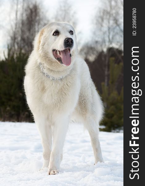 Central asian shepherd dog breed is on the snow, tongue hanging out