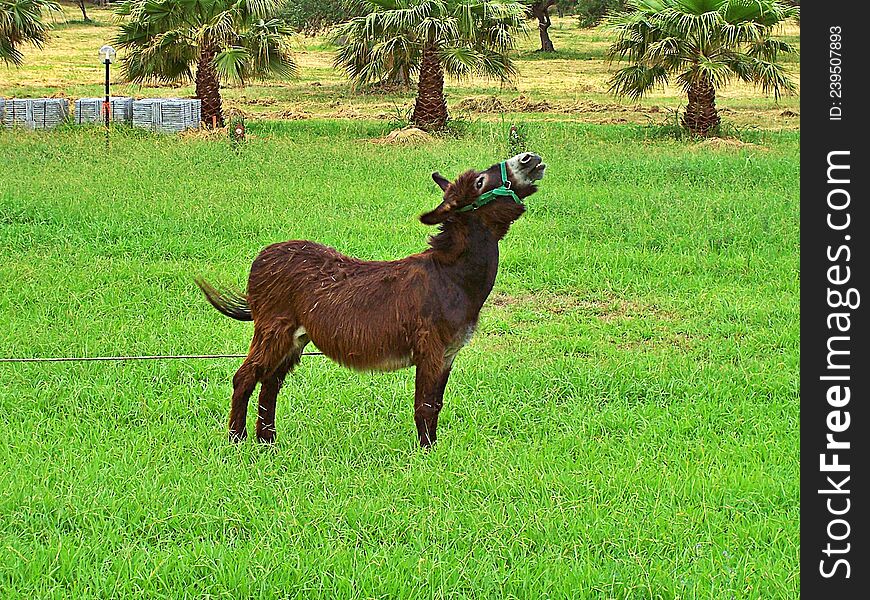 Donkey stands on a green meadow