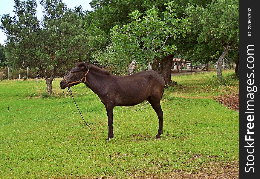 The donkey stands on a green meadow. There are trees in the background