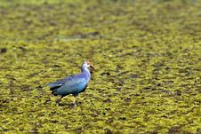 Purple Moorhen Royalty Free Stock Photos