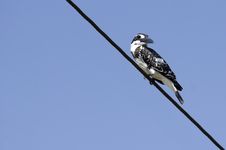 Pied Kingfisher Stock Images Pied Kingfisher Stock Images