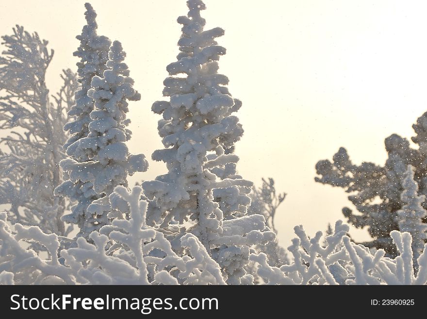 Trees in the snow in Siberia