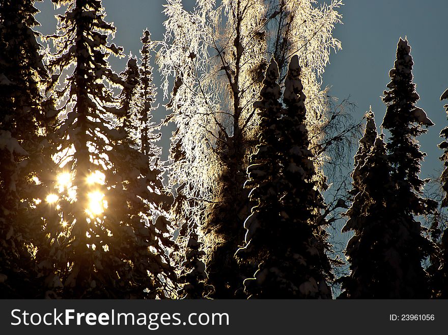 Sun shining through the forest in winter