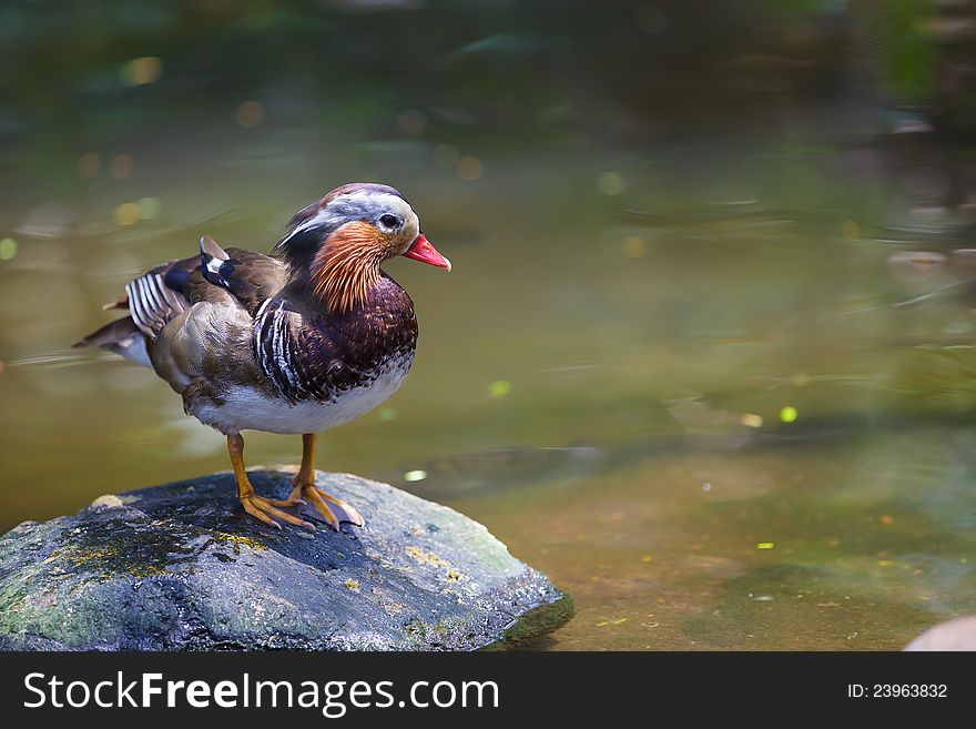 Closeup colorful mandarin duck at pond