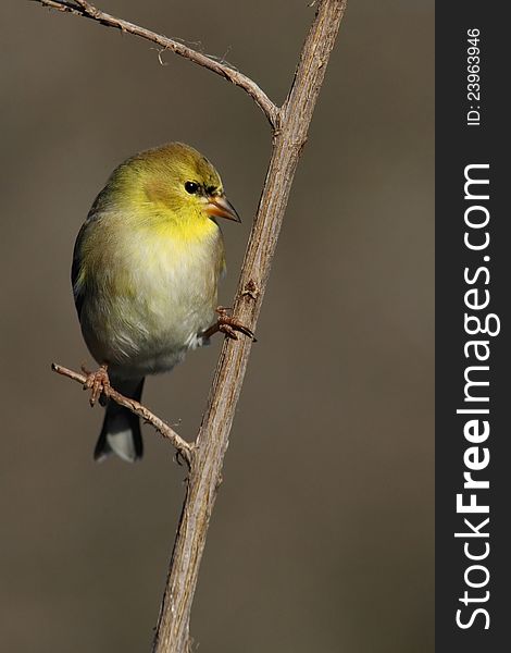 American Goldfinch in winter plumage.