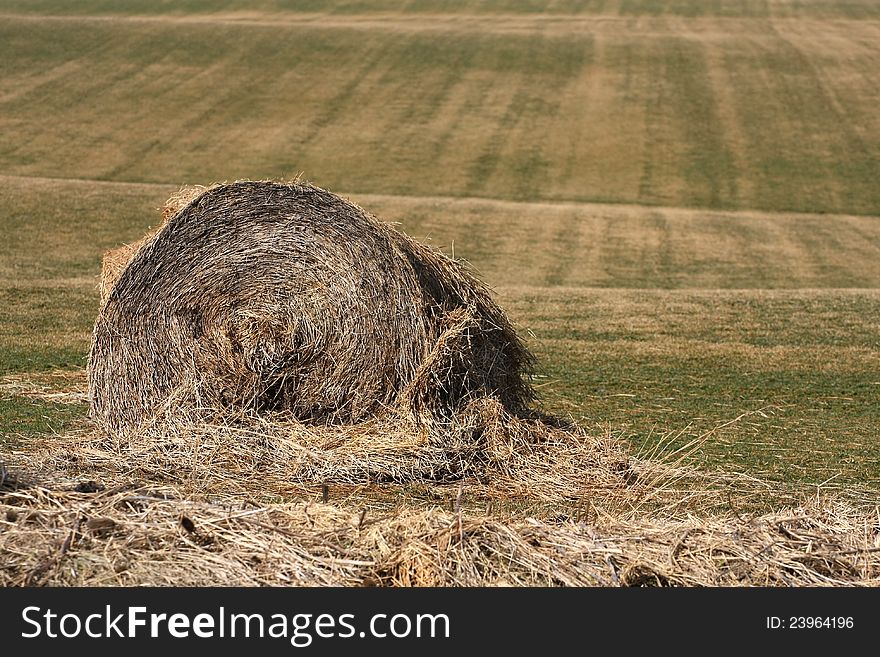 Hay bale starting to break apart early spring