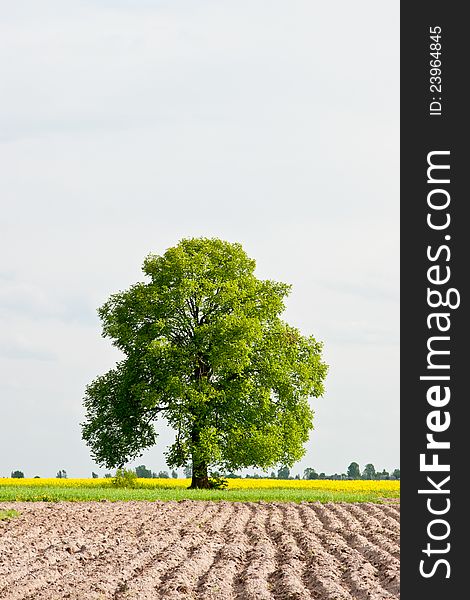 Rural scenery plowed agricultural land with a lone tree in the distance and the beautiful backdrop of the sky. Rural scenery plowed agricultural land with a lone tree in the distance and the beautiful backdrop of the sky