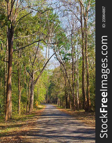 Road through the tropical forest in Thailand. Road through the tropical forest in Thailand