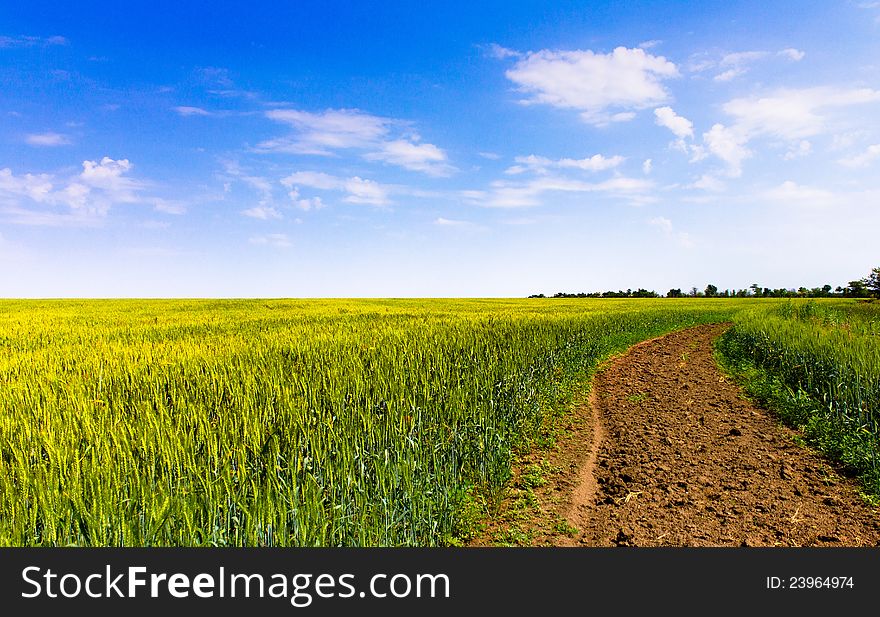 Immature wheat field and blue sky on the background. Immature wheat field and blue sky on the background