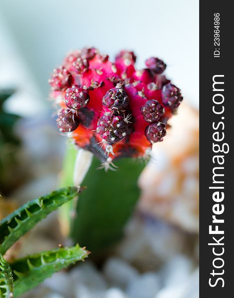 Decorative red cactus, macro shot