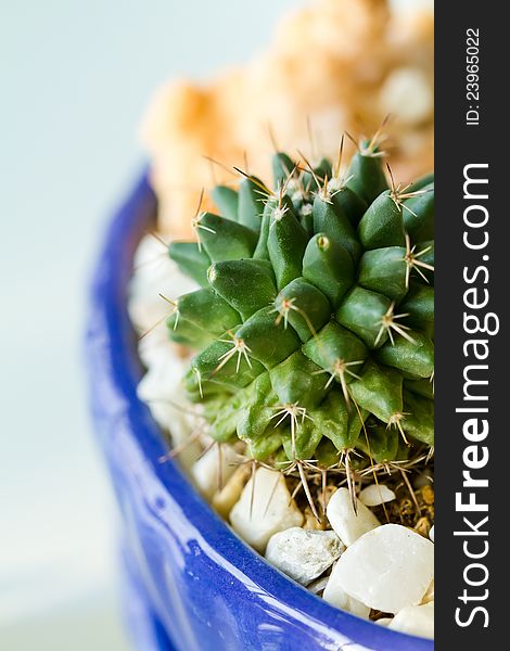 Closeup of cactus in blue pot for decoration