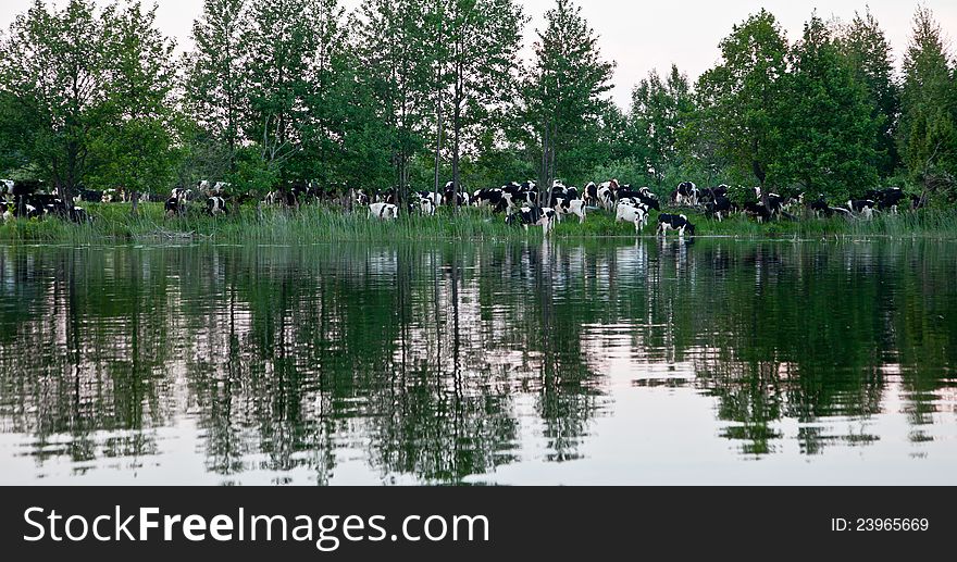 Herd of cows next to the river in the reflection