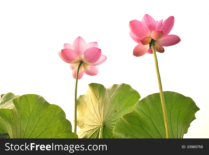 Close up of blossom pink lotus flower head against the white background.