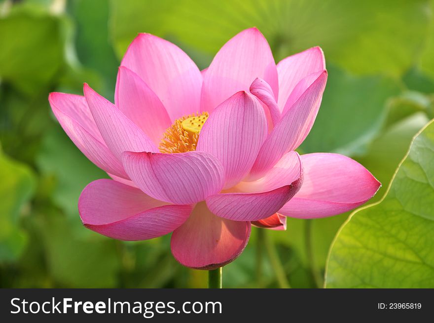 Blossom Pink Lotus Flower