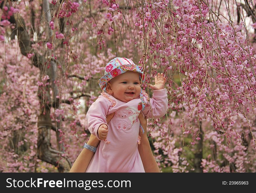 Little Baby Touching Cherry Blossom In Kyoto