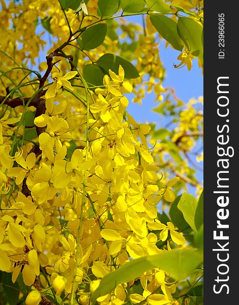 Golden Shower Tree, (Cassia Fistula)