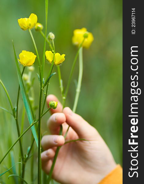 Children's hand with yellow flowers growing on a green background. Children's hand with yellow flowers growing on a green background