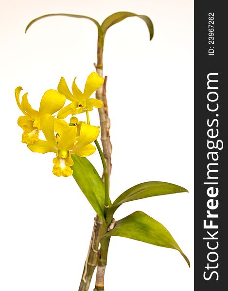 Yellow Coelogyne Orchid