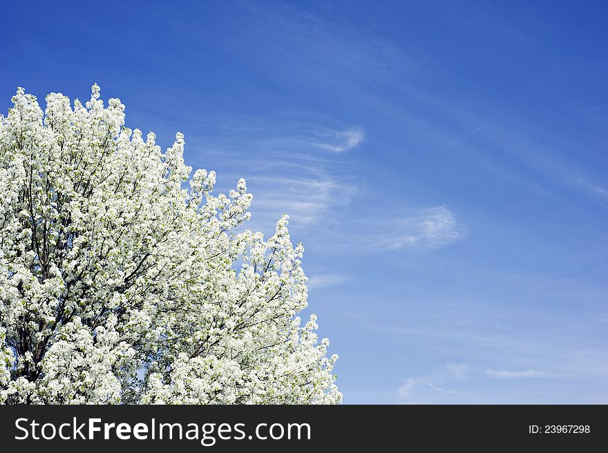 A ornamental pear tree full of white blossoms on a clear sunny day. A ornamental pear tree full of white blossoms on a clear sunny day.