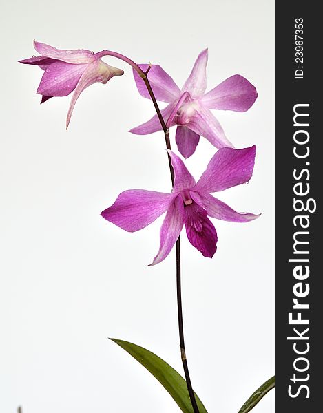 Violet orchids plant for decoration. Violet orchids plant for decoration