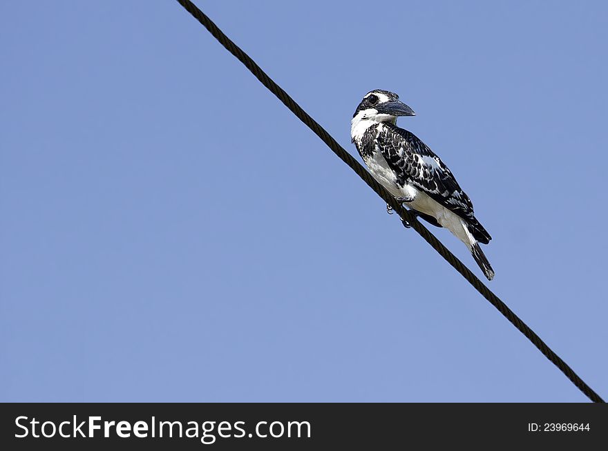 Pied Kingfisher resting on an artificial perch and looking for food