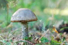 Mushroom In The Forest Stock Image Mushroom In The Forest Stock Image