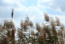 Common Reed Stock Image Common Reed Stock Image