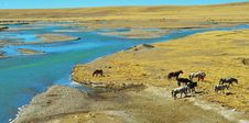 The Horse On The Qinghai-Tibet Plateau Royalty Free Stock Photography The Horse On The Qinghai-Tibet Plateau Royalty Free Stock Photography