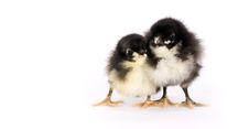 Australorp Chicken Couple Baby Chicks White Backgr Royalty Free Stock Image Australorp Chicken Couple Baby Chicks White Backgr Royalty Free Stock Image