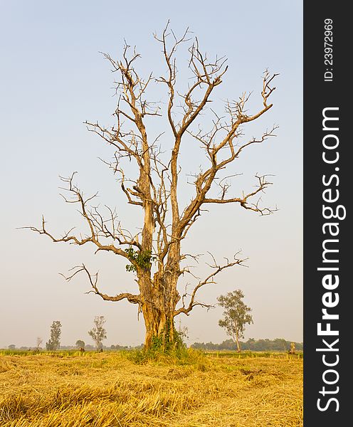 Dead trees dry in rice harvesting is complete. Dead trees dry in rice harvesting is complete.